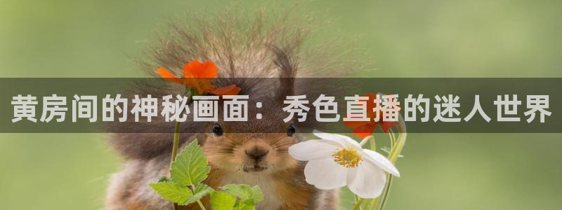 蜘蛛nba免费直播在线观看高清：黄房间的神秘画面：秀色直播的迷人世界