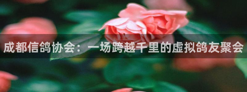 蜘蛛直播球地带：成都信鸽协会：一场跨越千里的虚拟鸽友聚会